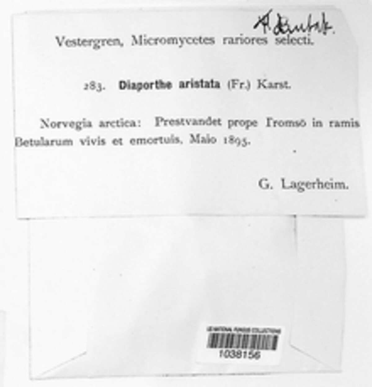 Diaporthella image